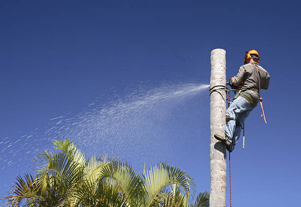 Best Tree Cabling and Bracing  in El Dorado Hills, CA