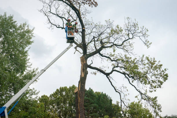 Best Seasonal Cleanup (Spring/Fall)  in El Dorado Hills, CA