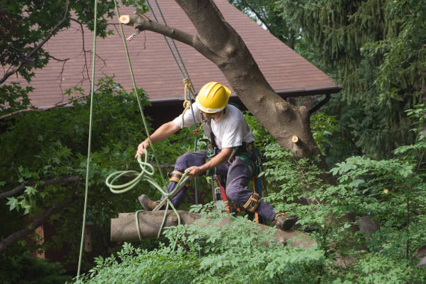 Best Tree Disease Treatment  in El Dorado Hills, CA