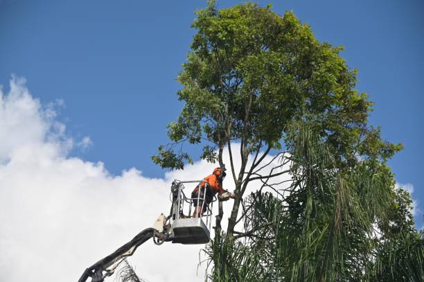 Best Arborist Consultation Services  in El Dorado Hills, CA