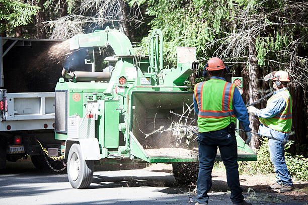 Best Tree Removal  in El Dorado Hills, CA