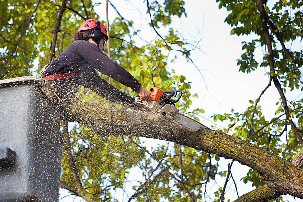 Best Tree Risk Assessment  in El Dorado Hills, CA